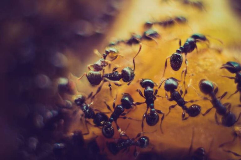 ants climbing over food in California home