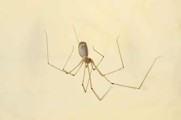 spider in california cellar