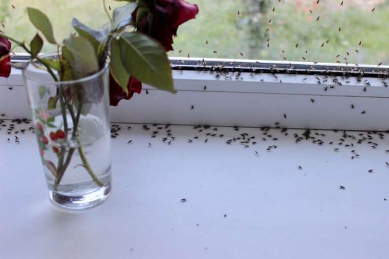 ants covering window in California home