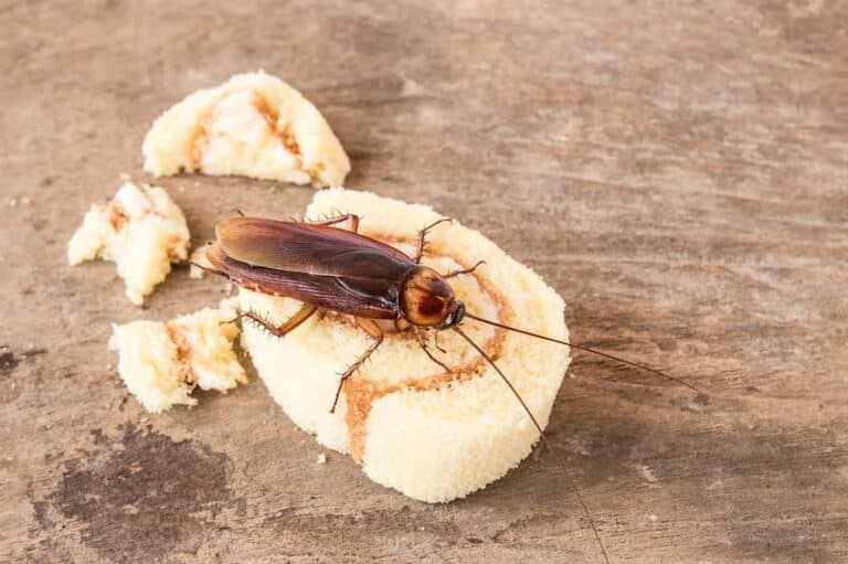 cockroach on table in orange county California