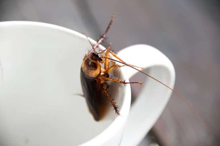 cockroach on coffee cup in california home