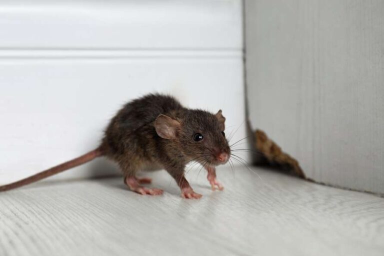 rodent invading home in California