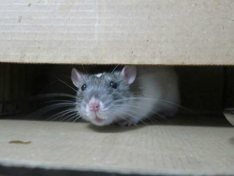 mouse hiding inside box in California home