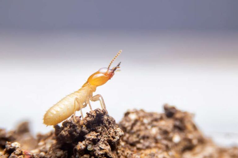 termite climbing nest in California