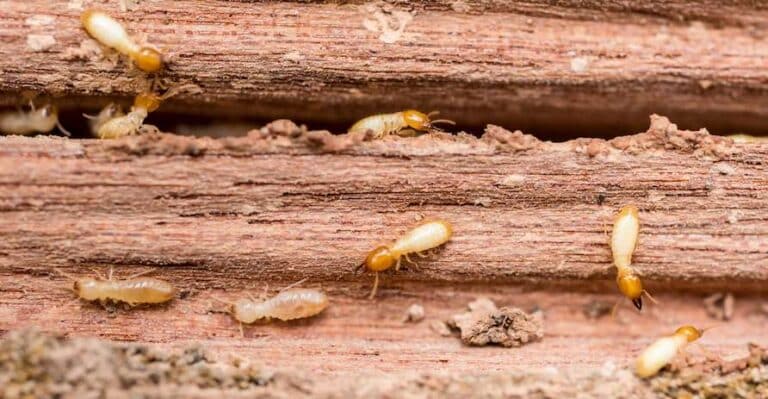 termites invading home in California