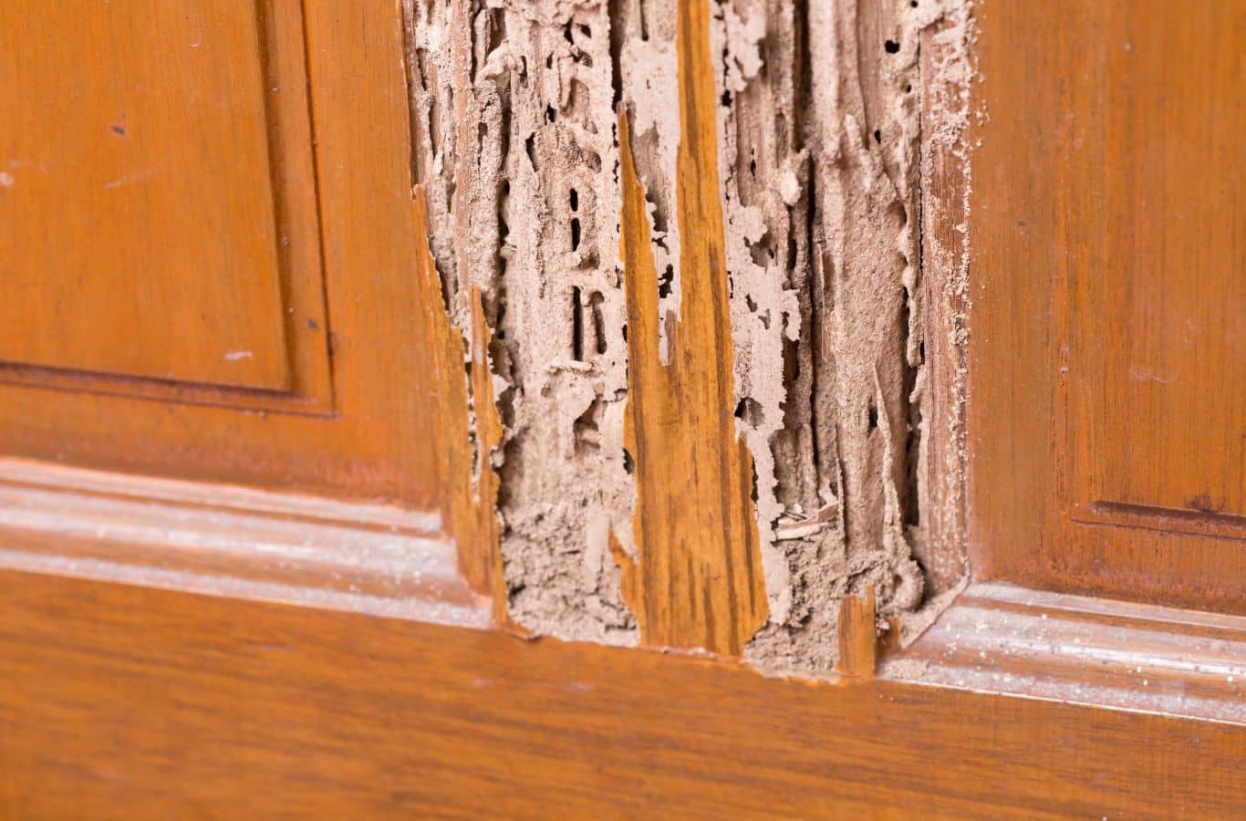 A Cura Termite and Pest Control team member highlighting the benefits of termite treatment in Long Beach, CA, ensuring comprehensive property protection.