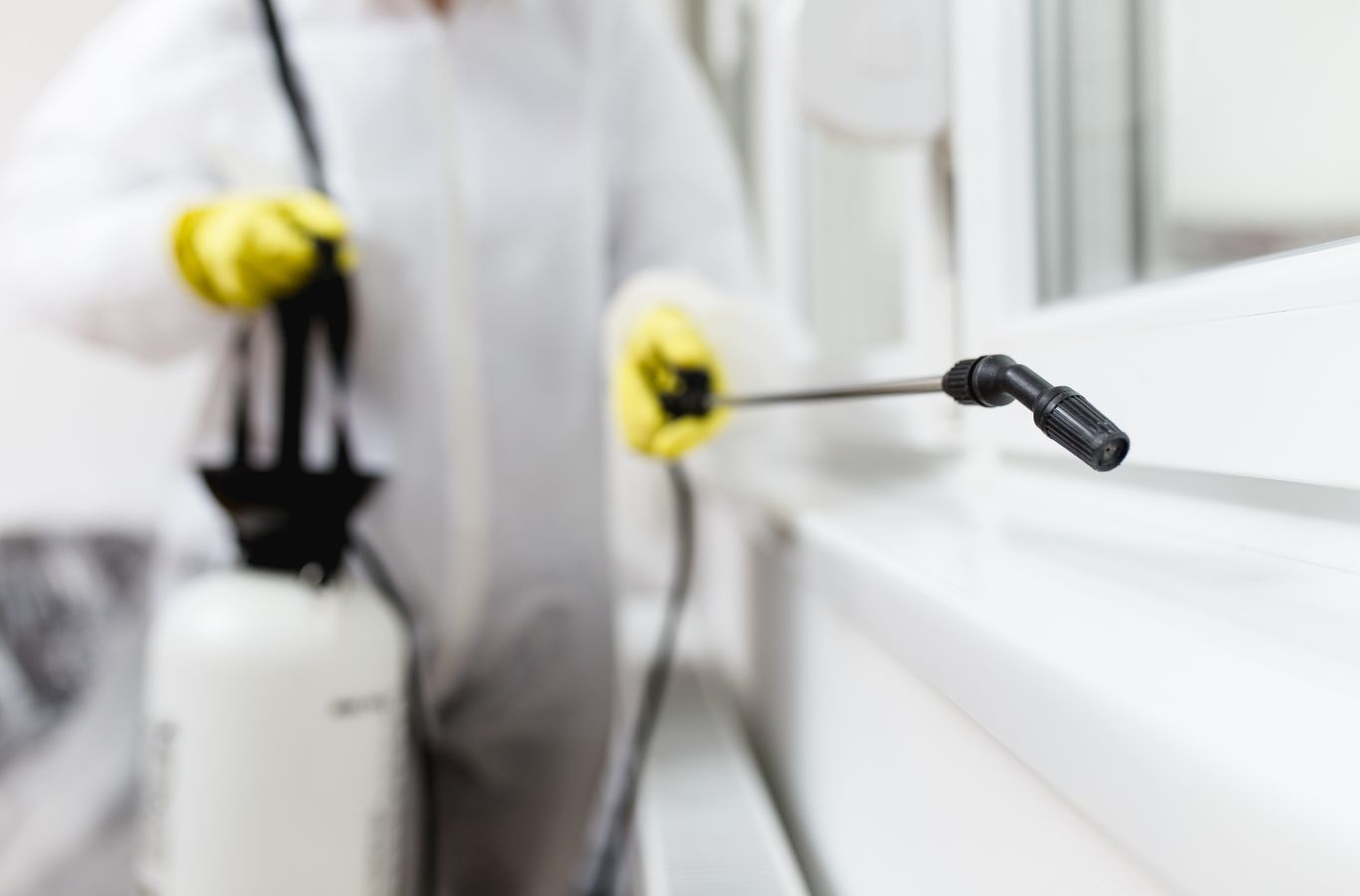 Cura Termite and Pest Control expert delivering termite extermination in Dana Point, CA with detailed inspection and proven solutions. Termite Extermination Near Me.