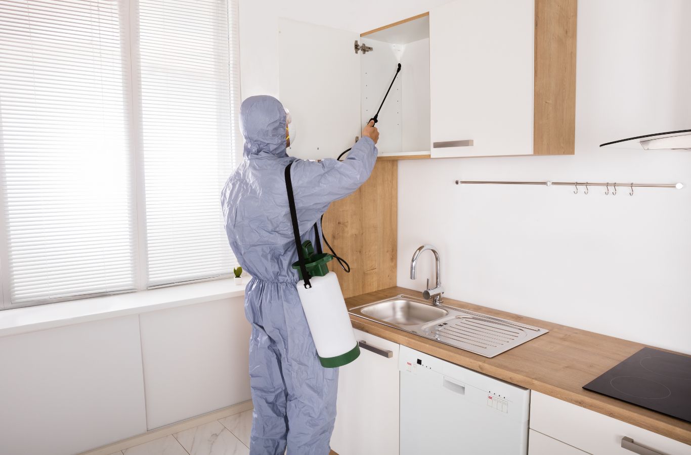 Cura Termite and Pest Control expert delivering pest extermination in Norco with advanced tools and strategic methods ensuring dependable results. Pest Extermination Near Me