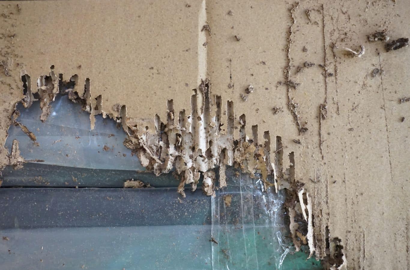 Cura Termite and Pest Control specialist inspecting wood framing in Costa Mesa, CA to identify early termite activity.