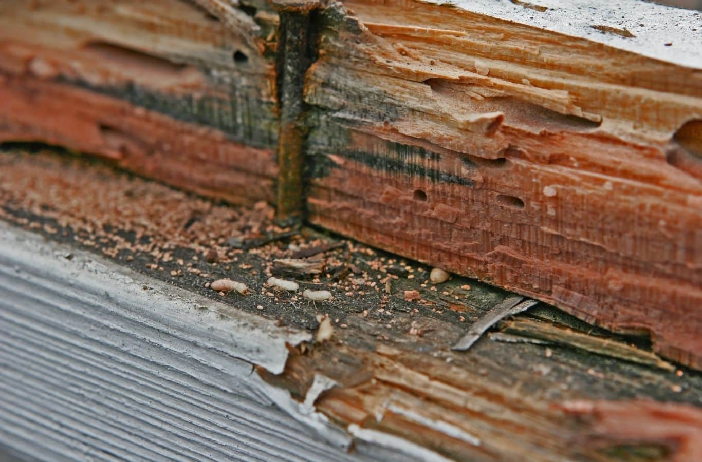Cura Termite and Pest Control specialist inspecting vulnerable wood for termite activity at a Villa Park, CA home.