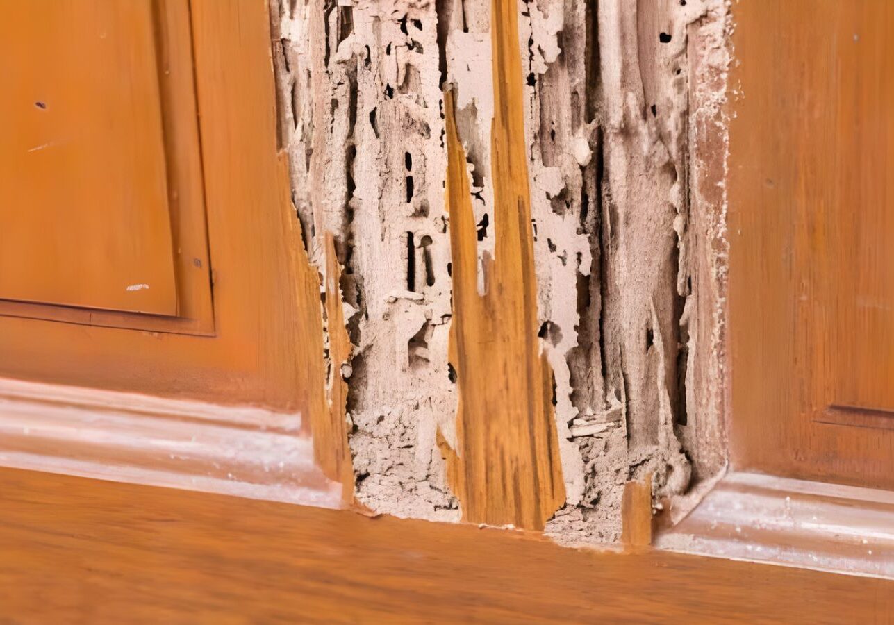 Termite Extermination