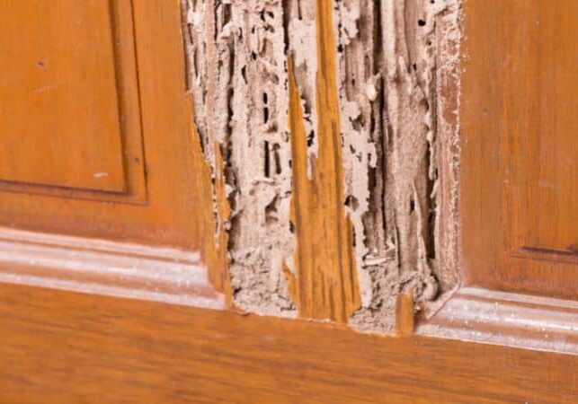 Termite Treatment