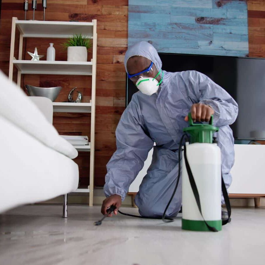 CURA Termite & Pest Control expert performing pest control in Lakewood, CA, showing reliable service for local clients. Pest Control Near Me.