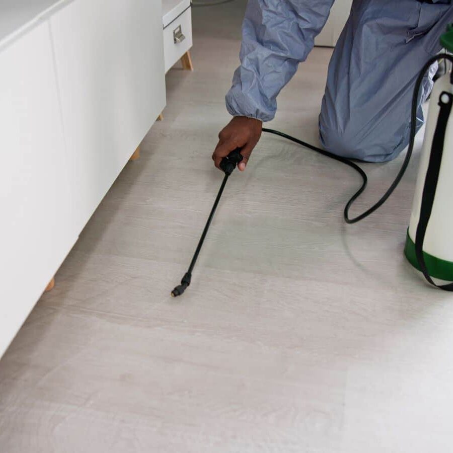 A CURA expert providing pest extermination in Fullerton, showing why we are the best choice. Pest extermination near me.
