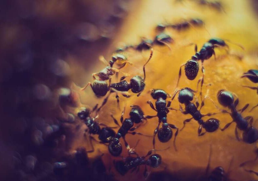 ants climbing over food in California home