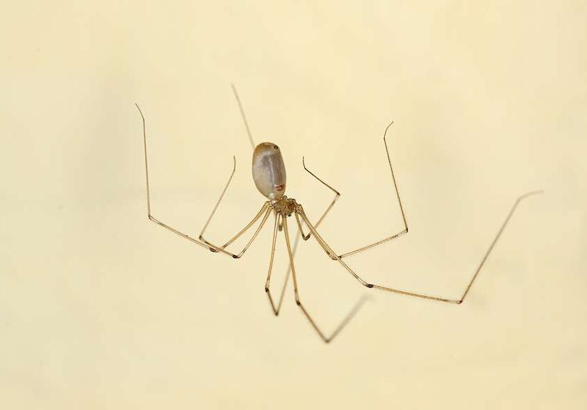 spider in california cellar