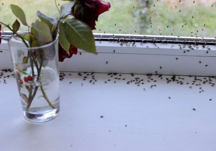 ants covering window in California home