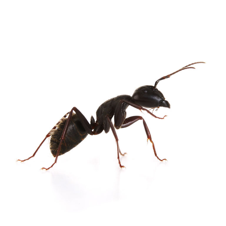 ant