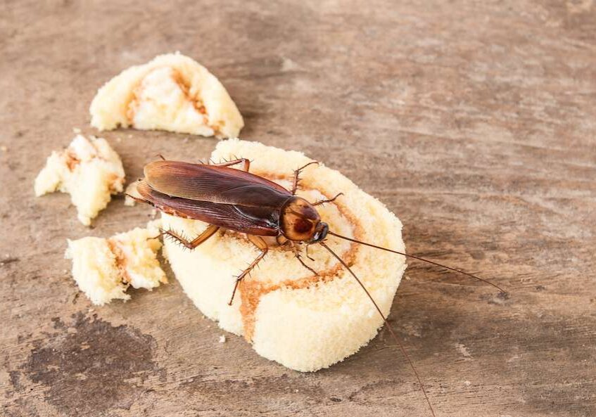 cockroach on table in orange county California