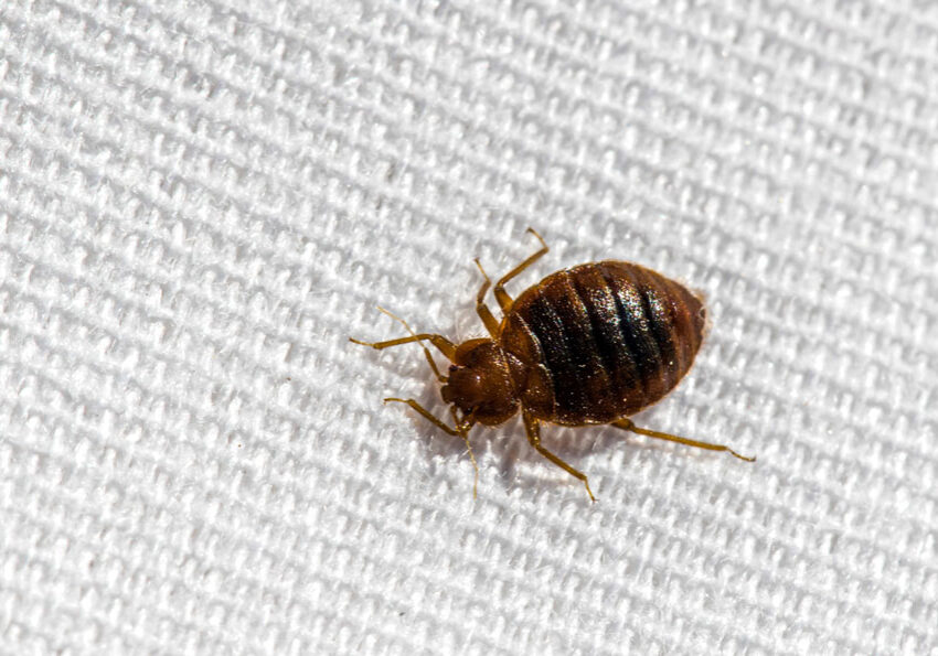 bedbug on bed cover in California