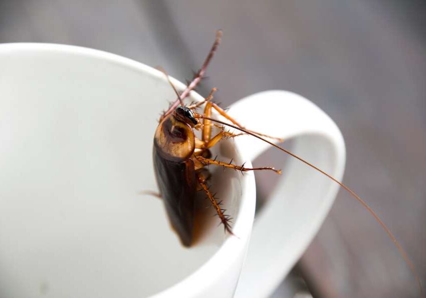 cockroach on coffee cup in california home