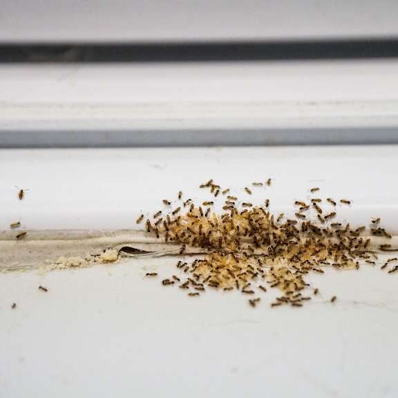 ants invading home in California