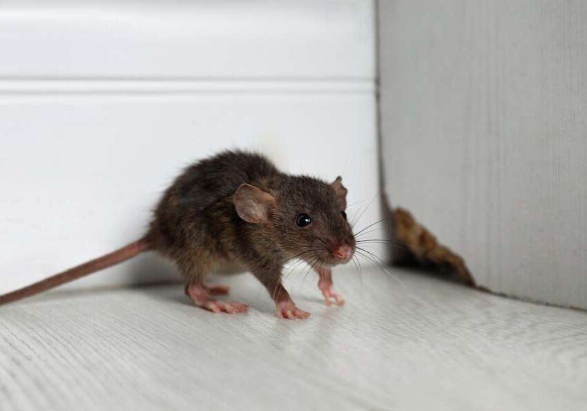 rodent invading home in California