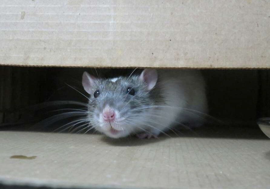 mouse hiding inside box in California home