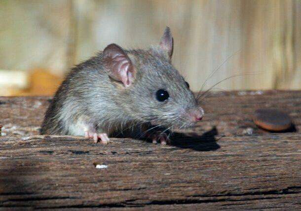 mouse hiding within a home