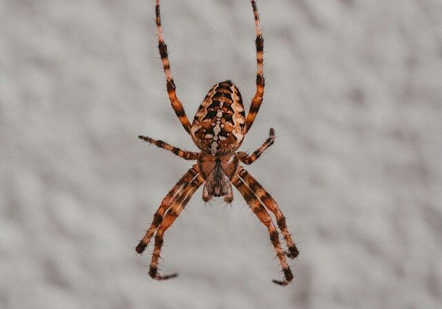 spider on wall of California home