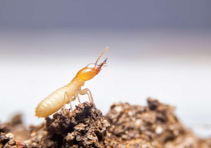 termite climbing nest in California