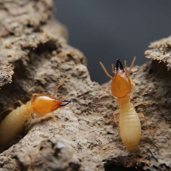 termites on wood in orange county California