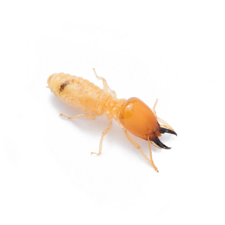 termite