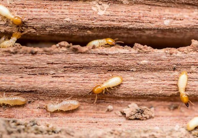 termites invading home in California